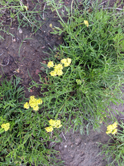 Lomatium utriculatum