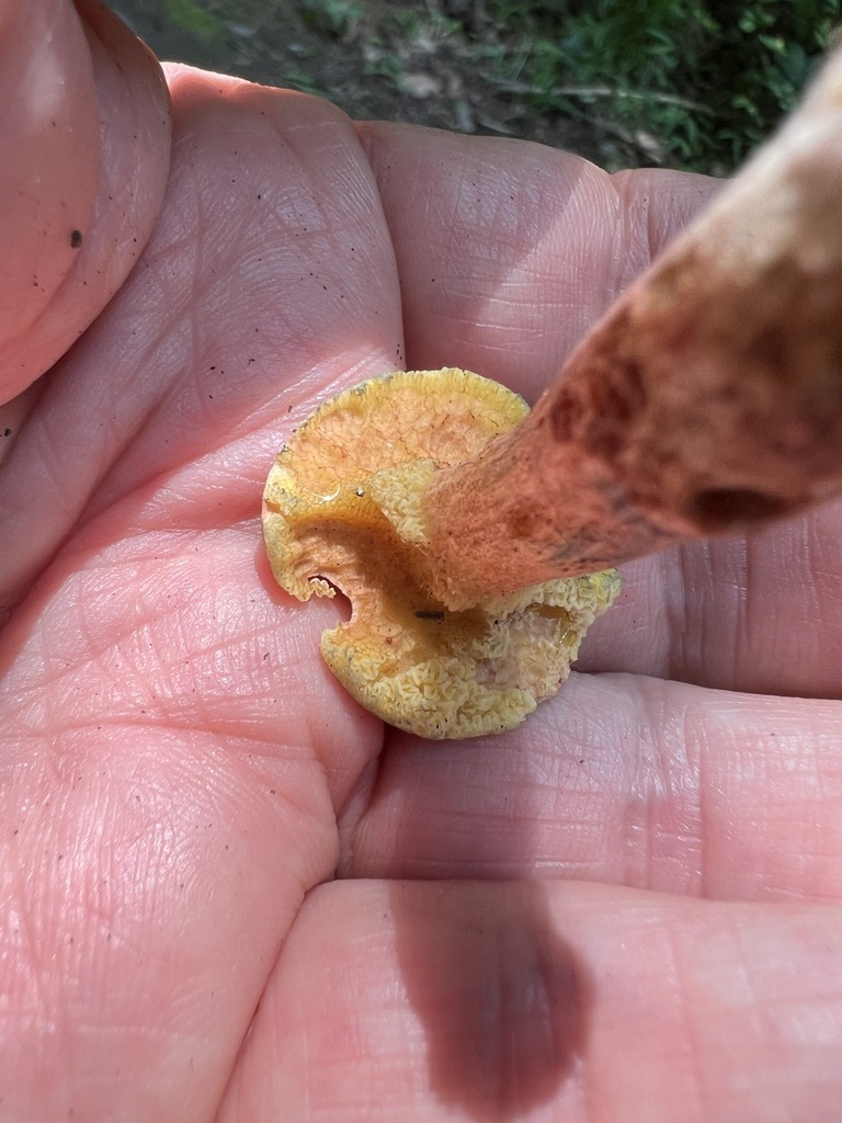 field bolete · July 2026 · photo: Photo: (c) Mark Richman, some rights reserved (CC BY) · iNaturalist