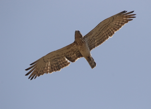 Short-toed Snake-Eagle