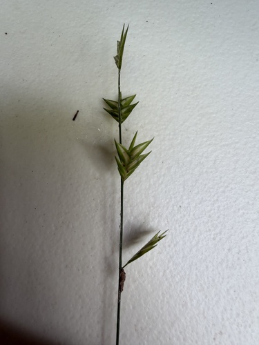 Chasmanthium nitidum observed 2026-07-15