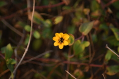 Zinnia maritima