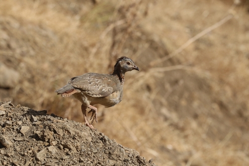 Barbary Partridge