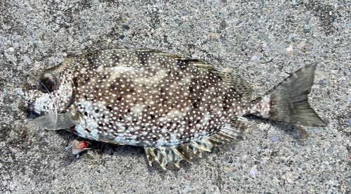 Black rabbitfish (Siganus fuscescens) — Siganidae — 3