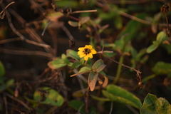 Zinnia maritima