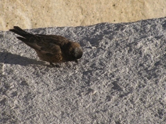 Leucosticte tephrocotis