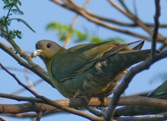 Treron phoenicopterus