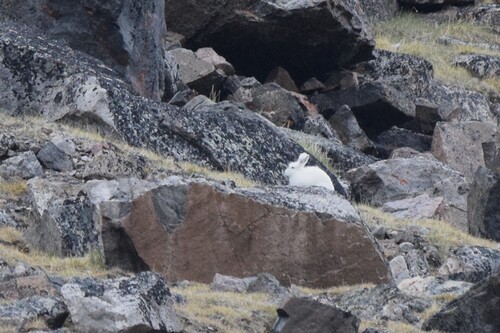 Arctic Hare observed by dougiewainwright