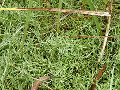 Calocephalus lacteus