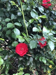 Rosa