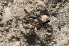 Myrmecia elegans