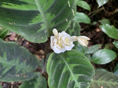 Goeppertia warszewiczii