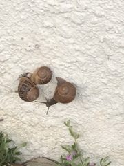 Cornu aspersum