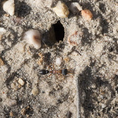 Myrmecia elegans