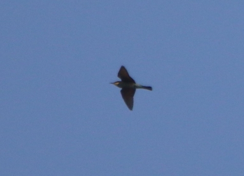 European Bee-eater
