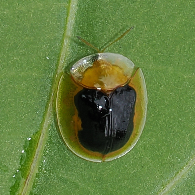 Aspidomorpha maffinbayensis