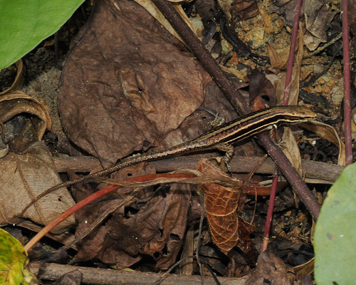 Kopstein's Emo Skink, Emoia jakati
