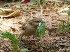 Passer domesticus