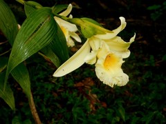 Sobralia xantholeuca