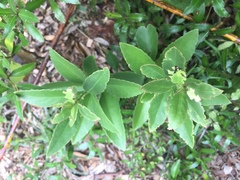 Melicytus chathamicus