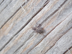 Sitona cylindricollis