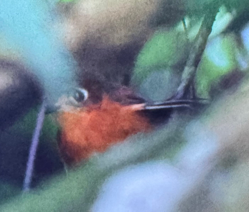 Rusty-breasted Antpitta (Grallaricula ferrugineipectus)