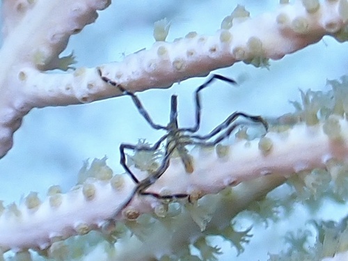 Anoplodactylus observed 2026-07-15
