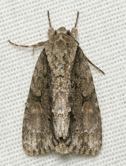 Acronicta connecta