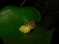 Pleurothallis cardiothallis