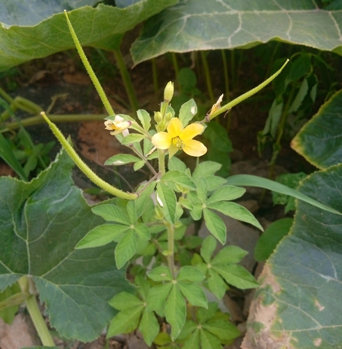 Asian Spiderflower