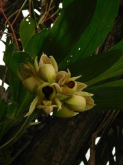 Catasetum integerrimum