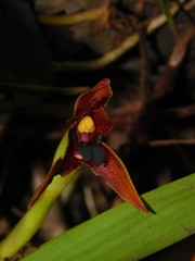 Maxillaria cucullata