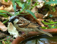 Passer domesticus