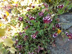 Trifolium variegatum