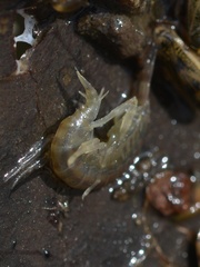 Gammarus fasciatus