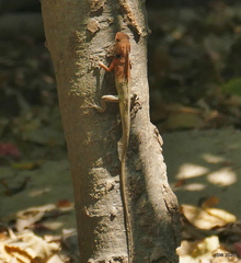 Calotes versicolor