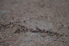 Liometopum apiculatum