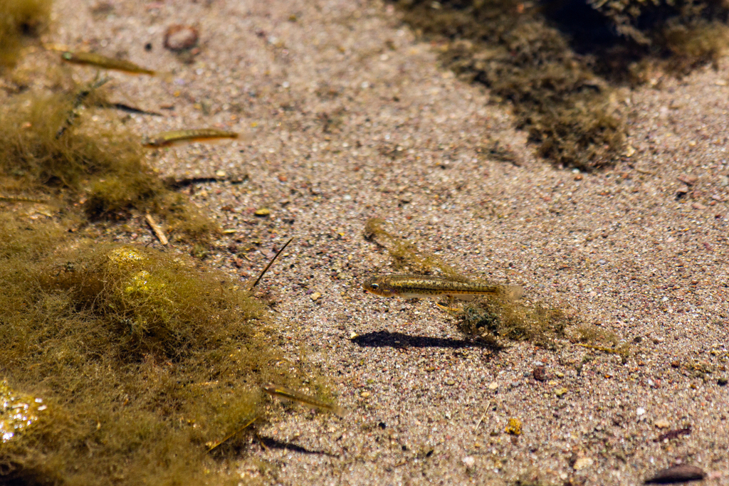 Orestias ascotanensis