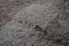 Liometopum apiculatum