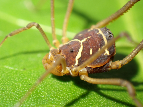 Cynortoides quadrispinosa