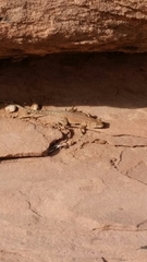Uta stansburiana uniformis