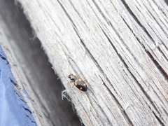 Bembidion quadrimaculatum