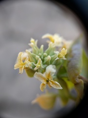 Streptanthus diversifolius