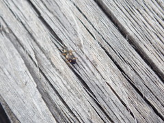 Bembidion quadrimaculatum