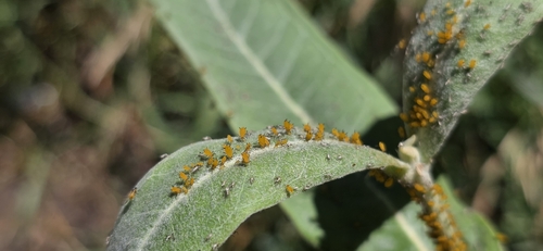 iNaturalist observation photo of Oleander Aphid