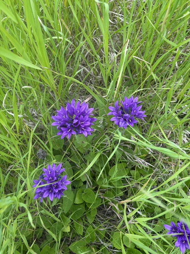 clustered bellflower