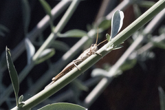 Schistocerca nitens