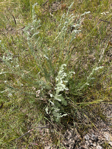 fringed sagebrush