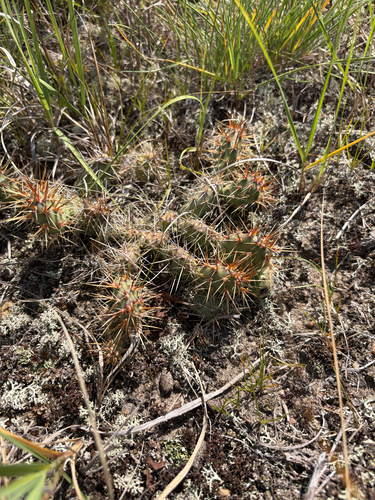Brittle Pricklypear