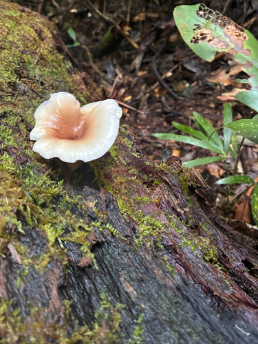 ghost fungus