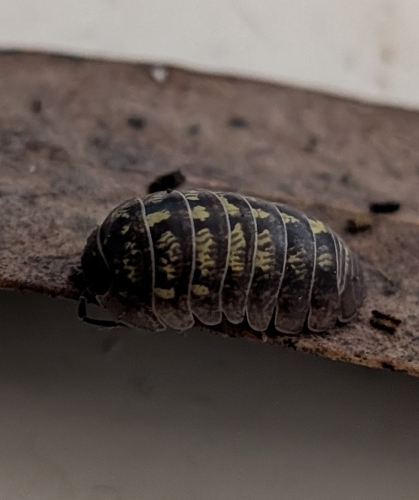 Common Pill Woodlouse